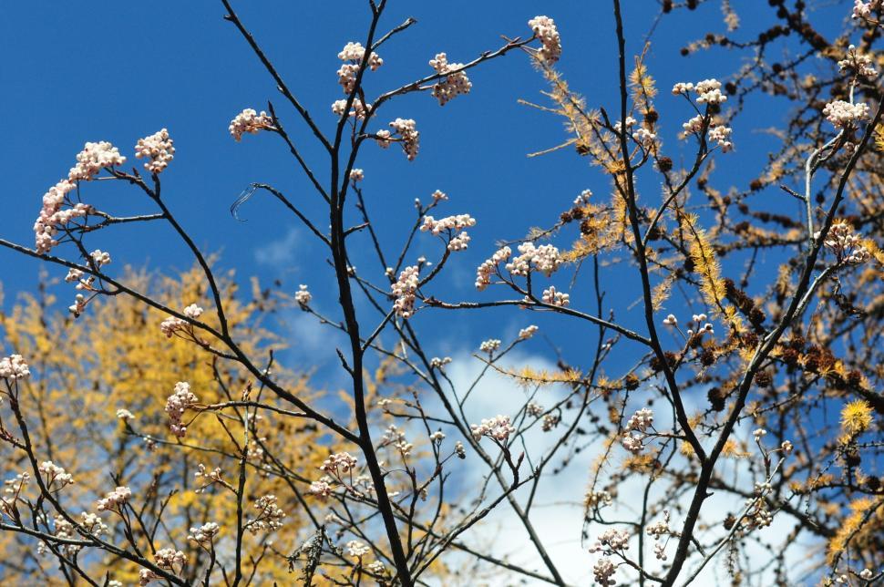 Free Image of Delicate Cherry Blossoms Amidst Autumn-colored Trees 