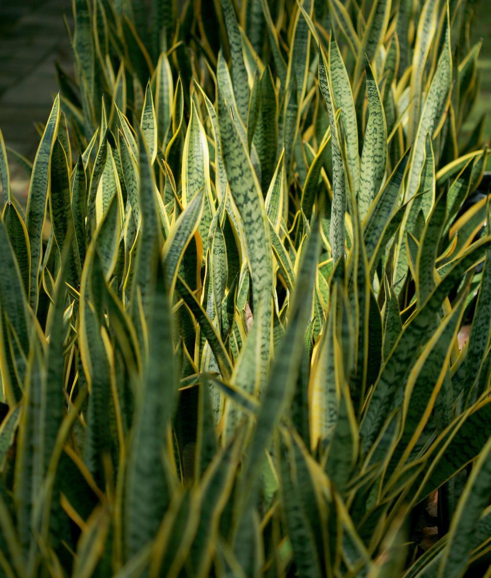 Free Image of Close-up of tall, vibrant snake plant leaves in nature 