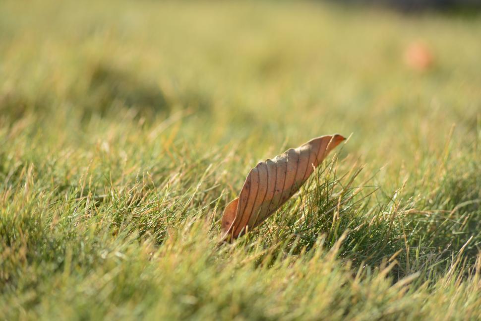 Free Image of A solitary dry leaf lying in the middle of grass field 