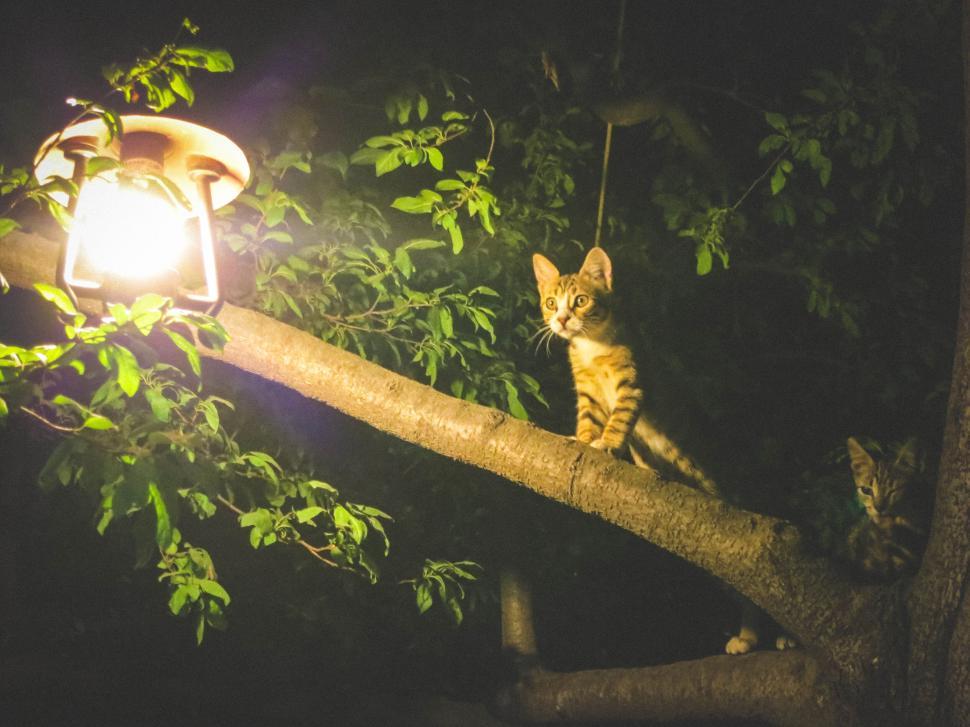 Free Image of Cat perched on tree branch near glowing lamp 
