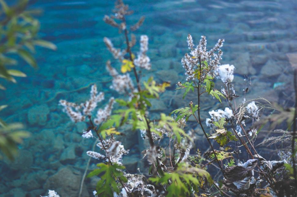 Free Image of Close-up of frosty wild plants by a clear crystal lake. 