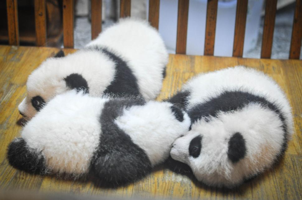 Free Image of Three panda cubs laying together on a wooden surface 