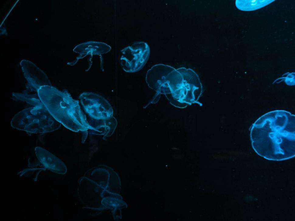 Free Image of Soft glowing jellyfish swimming in dark aquatic space. 
