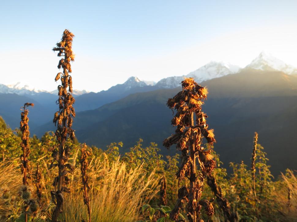 Free Image of Tall plants and grass with mountains in the background 