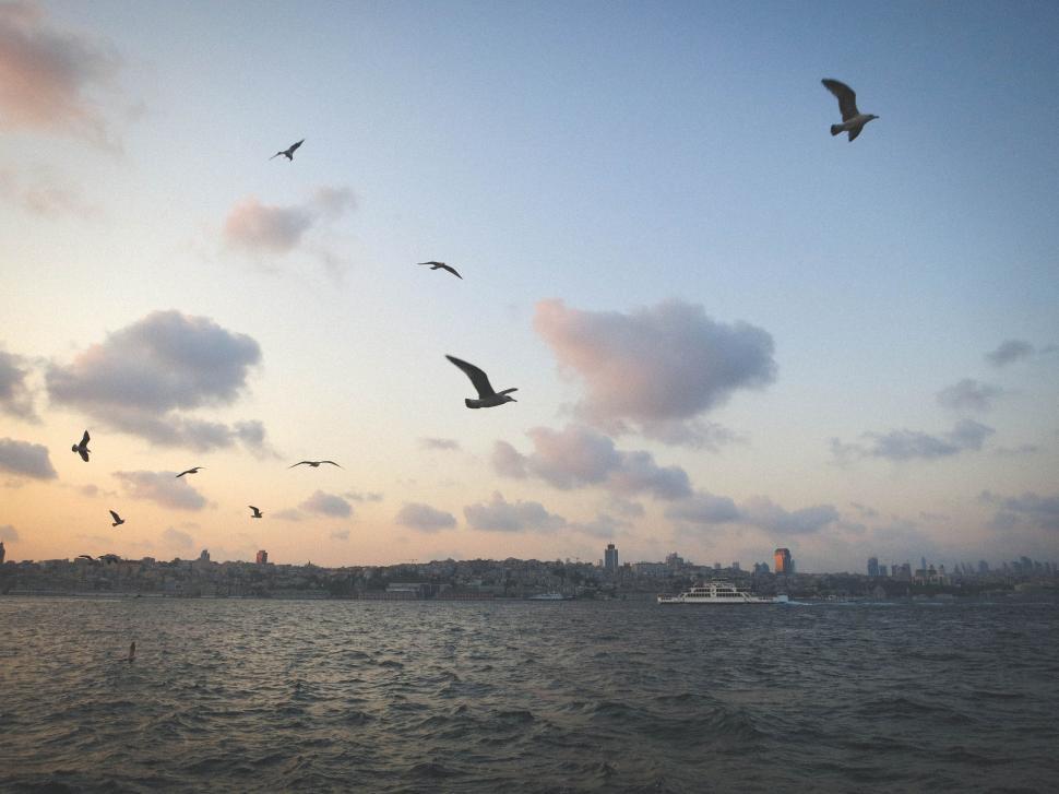 Free Image of Seagulls flying over a serene waterfront at sunset. 