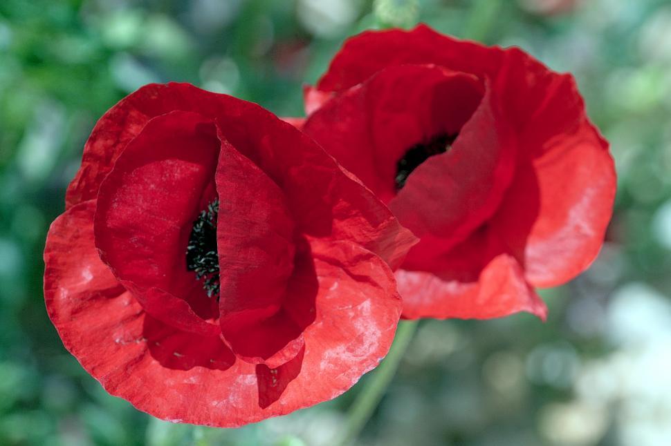 Free Image of Poppy 