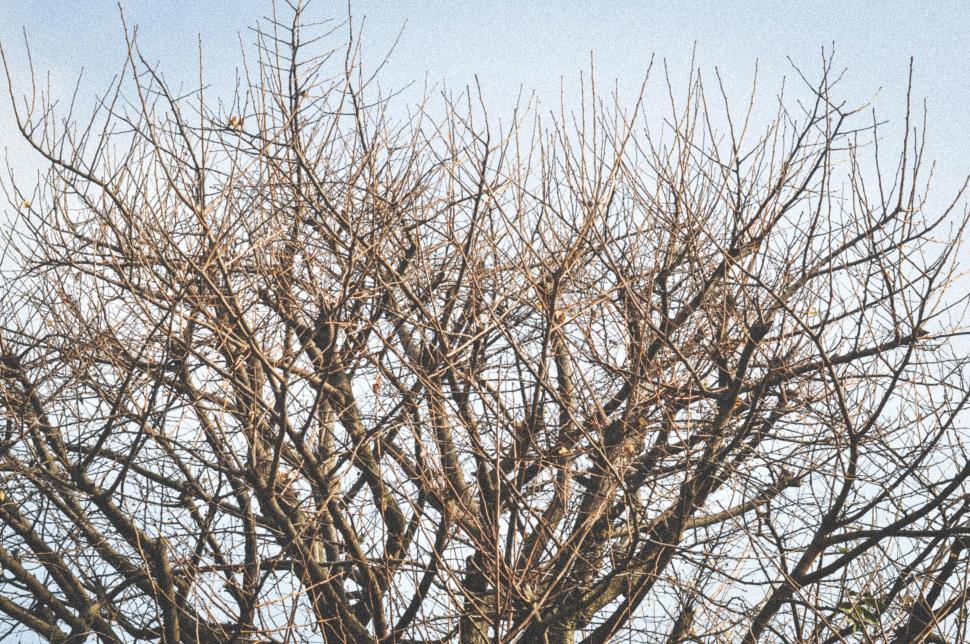 Free Image of Bare tree branches reach out against a bland sky 