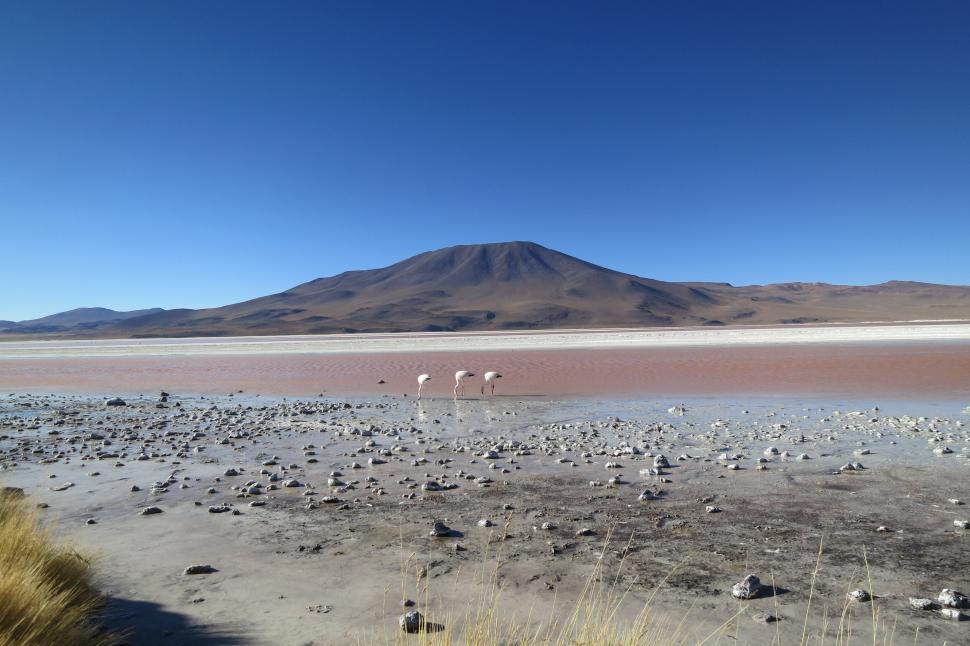 Free Image of Flamingos wading in a shallow pink lake under mountains 