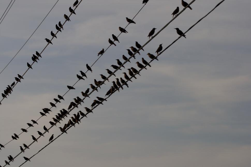 Free Image of Birds perched on wires against an overcast sky backdrop. 
