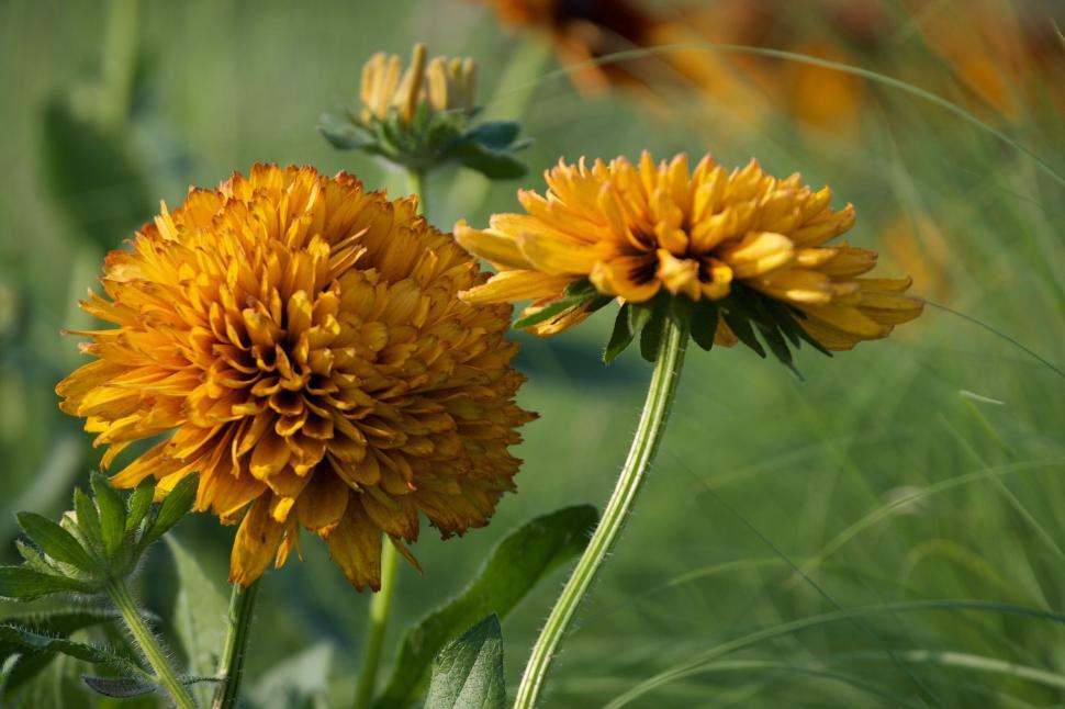 Free Image of Two vibrant yellow flowers in a lush green setting. 