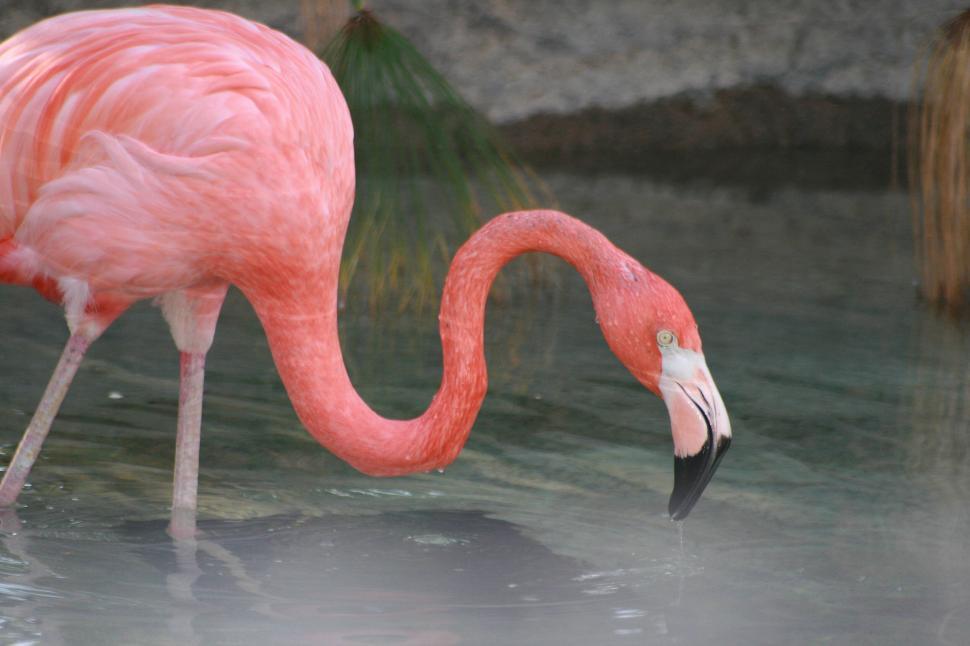 Free Image of A pink flamingo drinking water from a serene pond. 