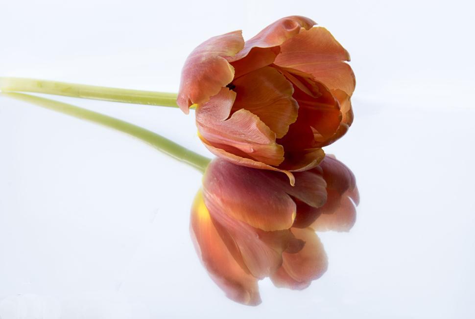 Free Image of Single orange flower with reflection on white surface. 