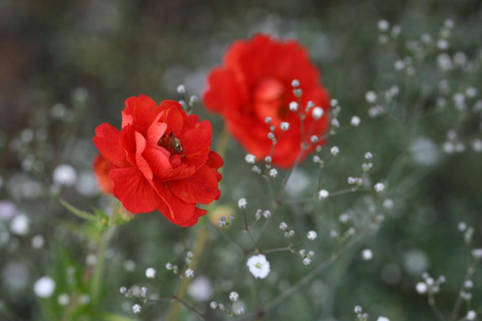 Free Image of Red flowers surrounded by tiny white blooms in a field. 