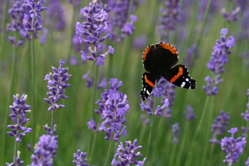 Free Image of Black butterfly on vibrant purple flowers, close-up. 