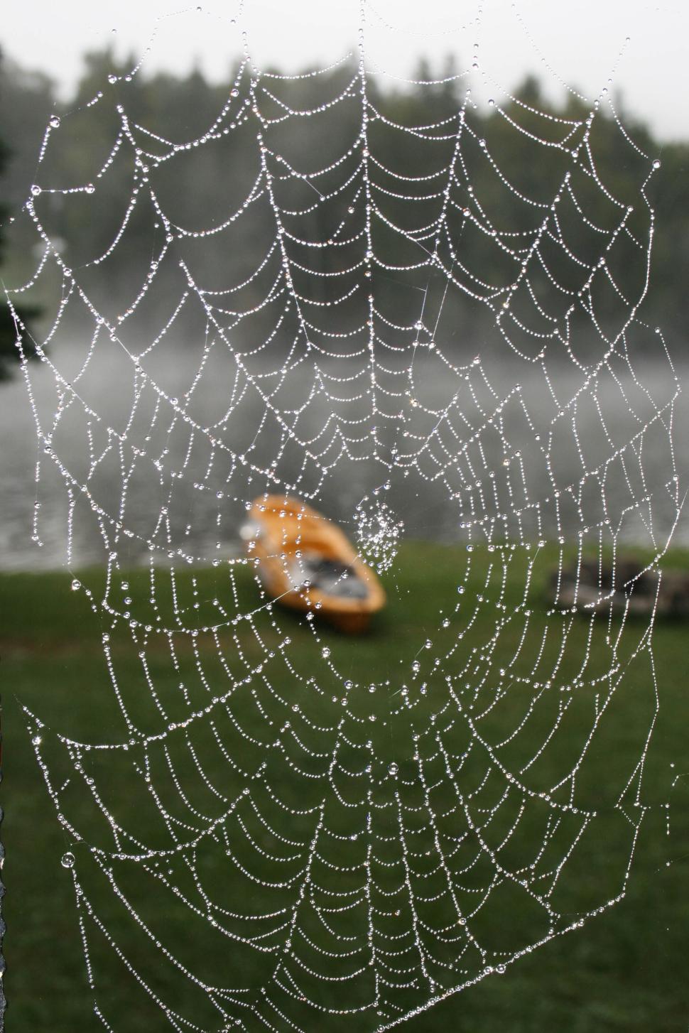 Free Image of Dew-covered spider web with blurred background bokeh. 