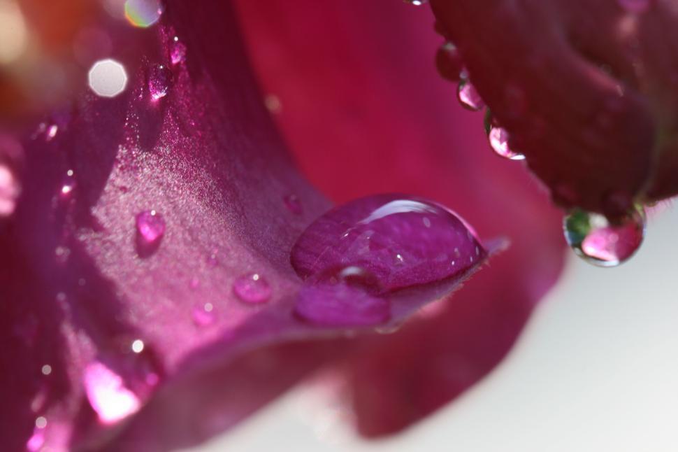 Free Image of Close-up of water droplets on a purple flower petal 