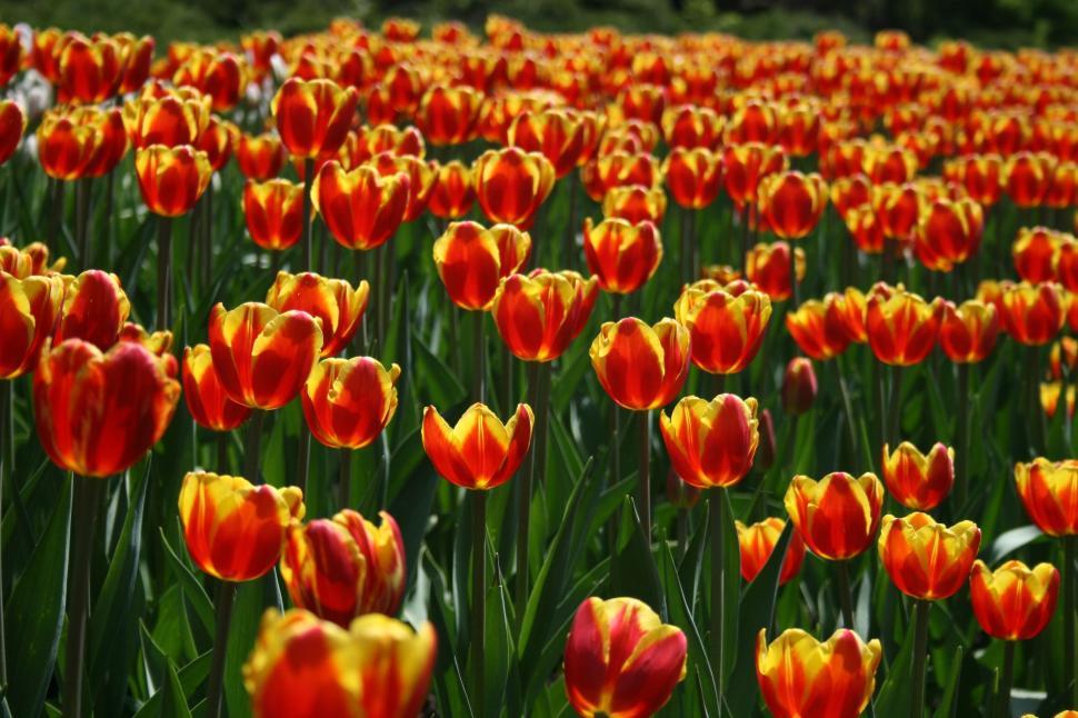 Free Image of Field of radiant red and yellow tulips in full bloom. 
