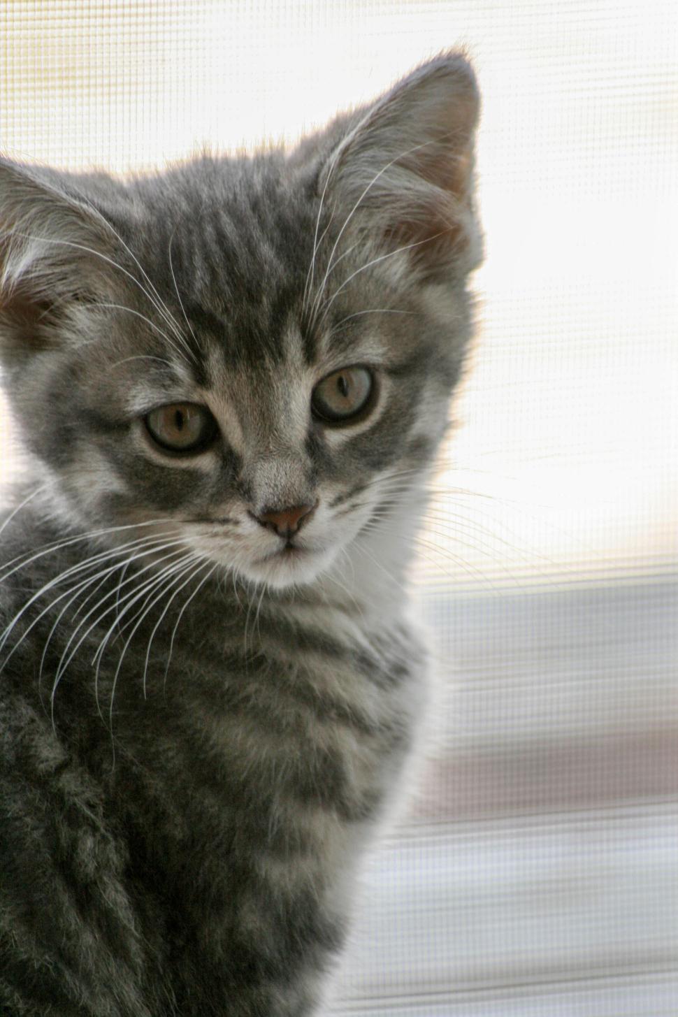 Free Image of Adorable grey kitten looking curiously at the camera. 