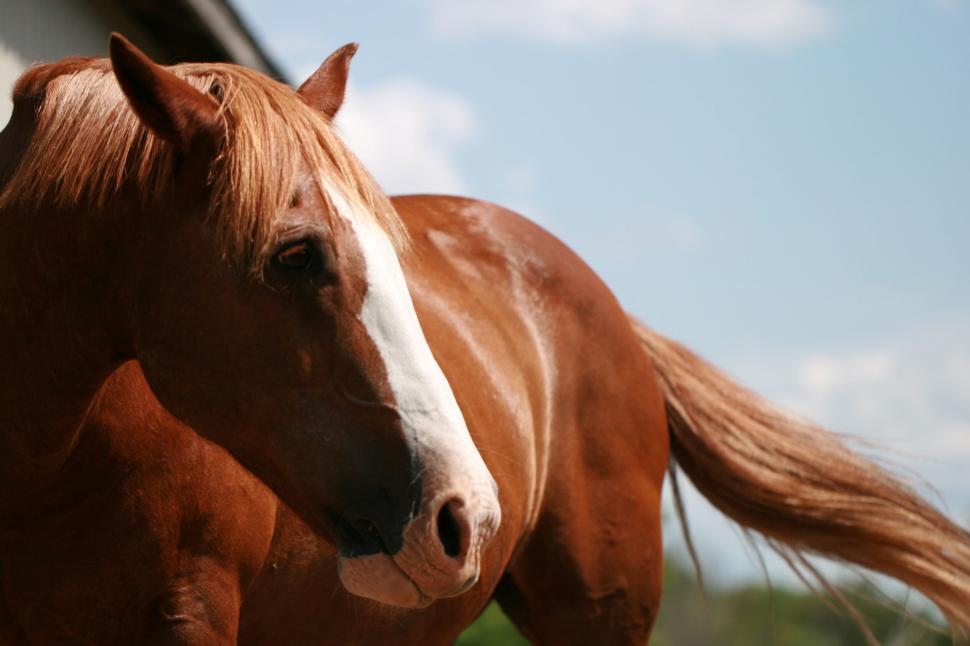 Free Image of Chestnut horse with white stripe against blue sky 