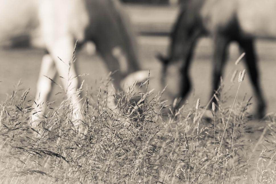Free Image of Blurred horses grazing behind grass in foreground 