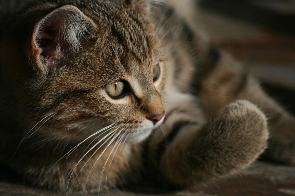 Free Image of Close-up of a tabby cat with alert eyes and whiskers 