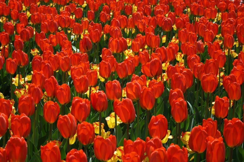 Free Image of Field of vibrant red tulips with yellow accents in spring 