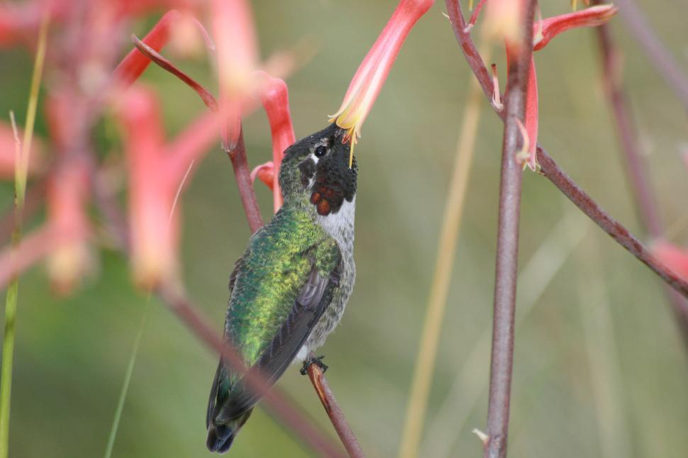 Free Image of Hummingbird feeding on vibrant red flower in nature. 