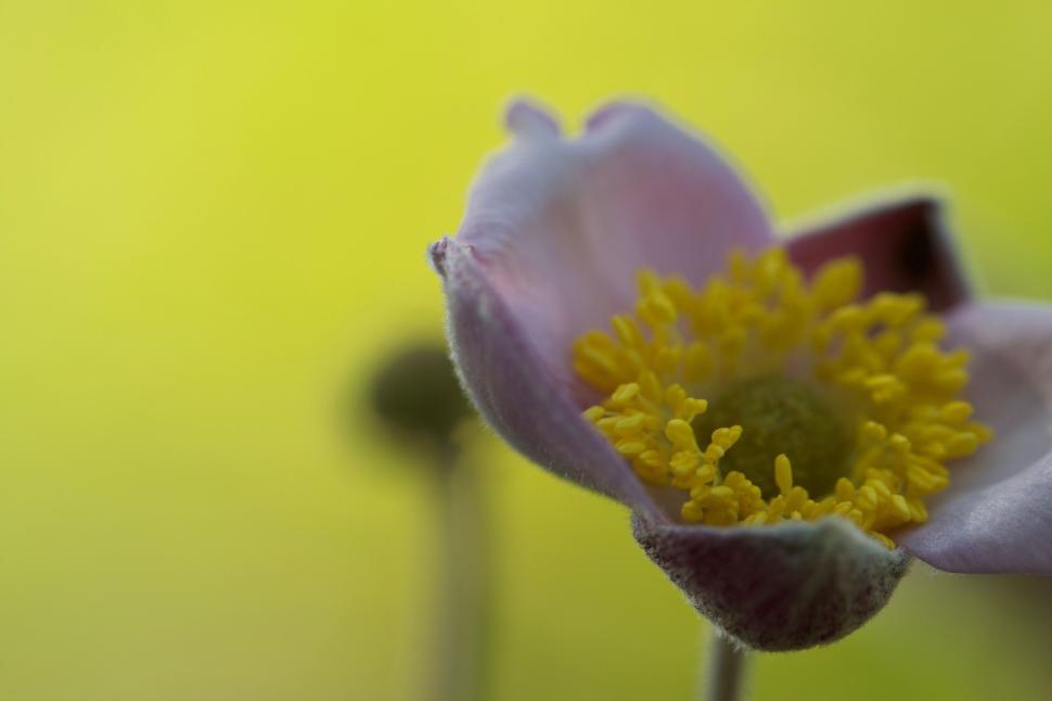 Free Image of Soft pink flower close-up against a gentle green blur. 