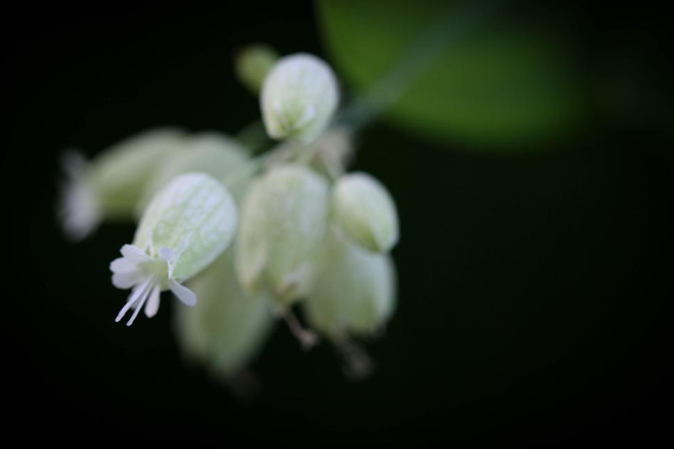 Free Image of Close-up of small white flowers on dark background. 