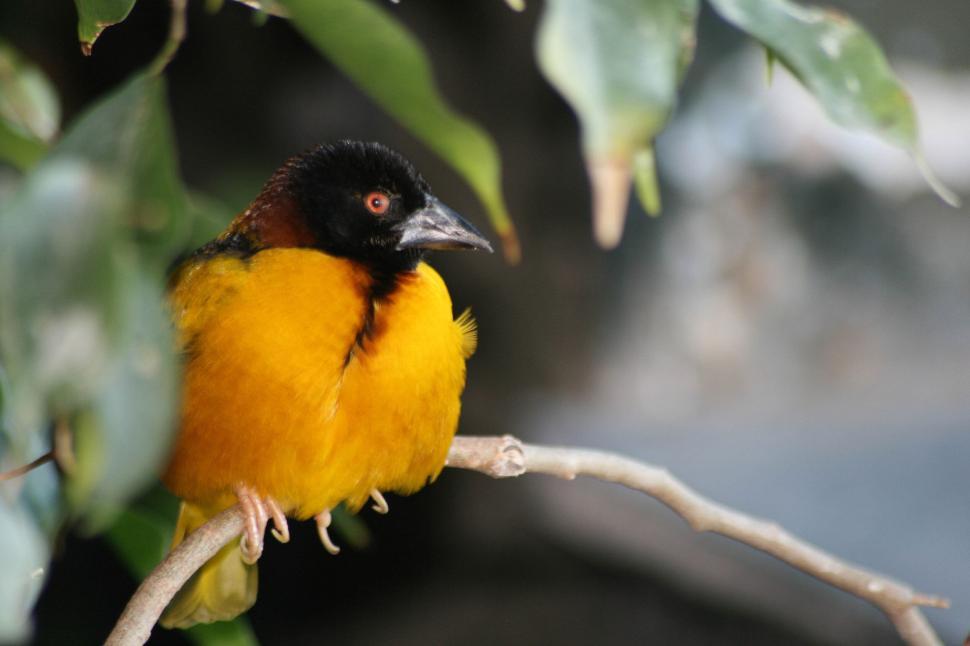 Free Image of A vibrant yellow and black bird perched on a branch. 