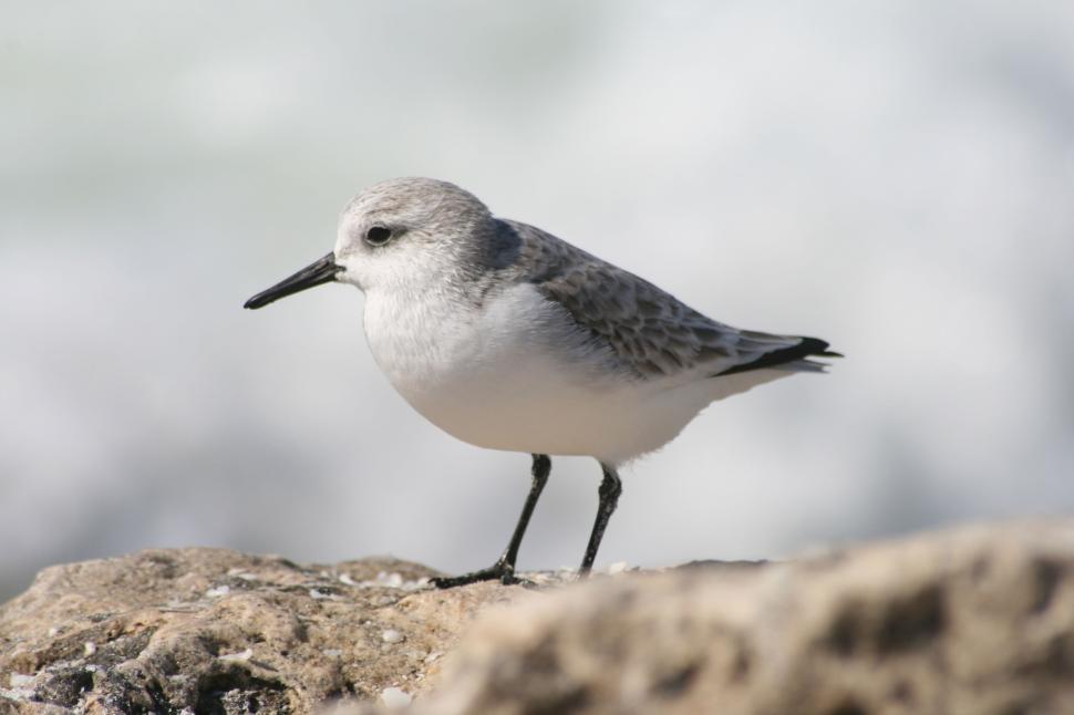 Free Image of A small, delicate bird with a black beak on a rock. 