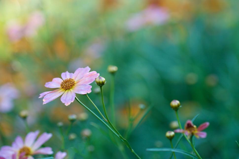 Free Image of Delicate wildflower blooms in a meadow of green grass 