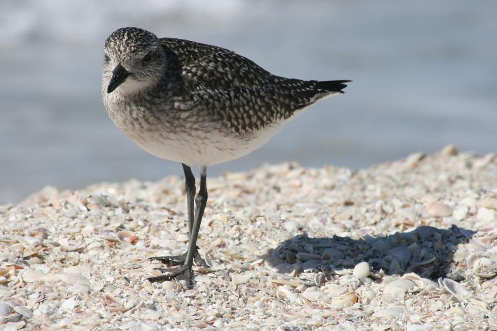 Free Image of Bird with speckled feathers standing on a sandy shore. 