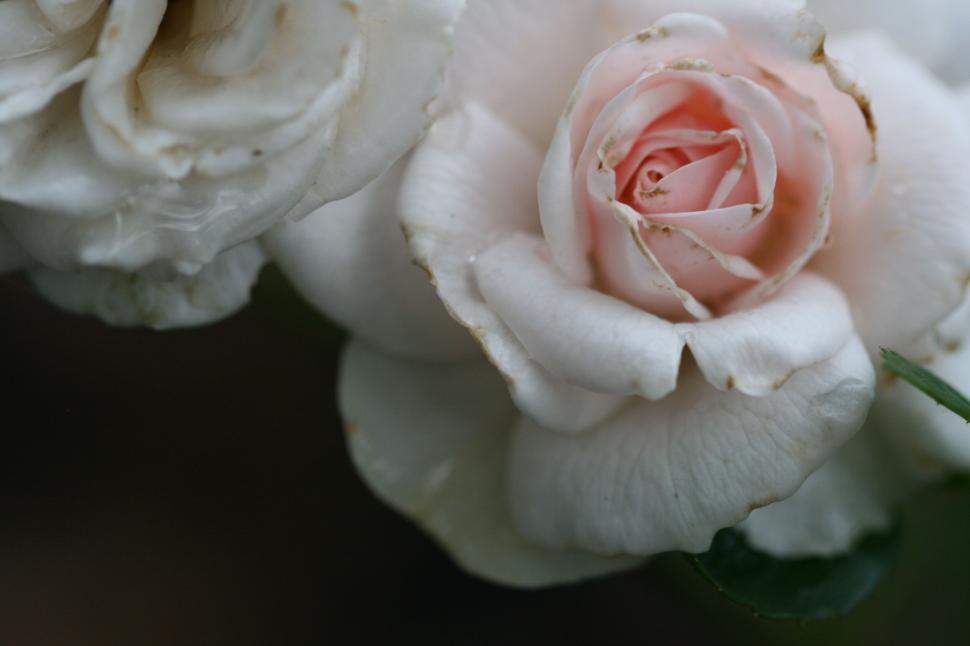 Free Image of Soft pink and white roses in a detailed macro shot. 