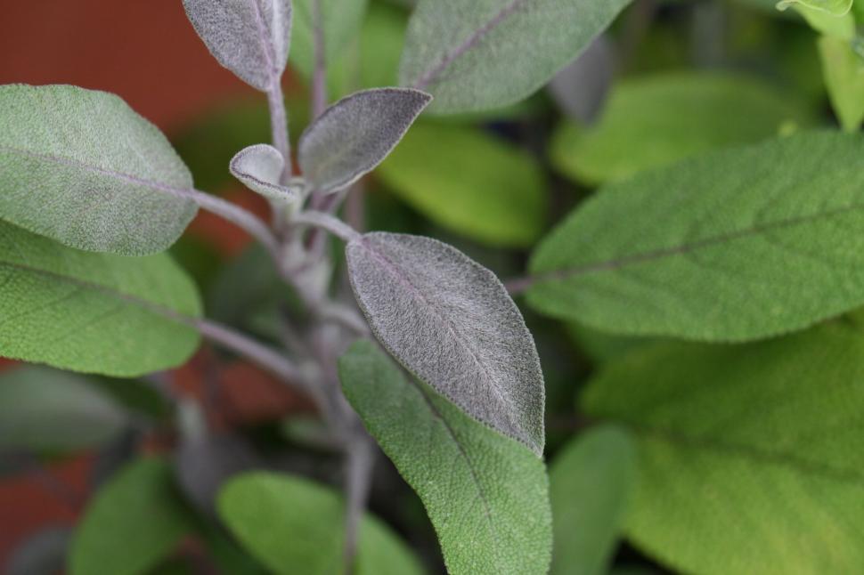 Free Image of Close-up of green and purple sage leaves on plant. 