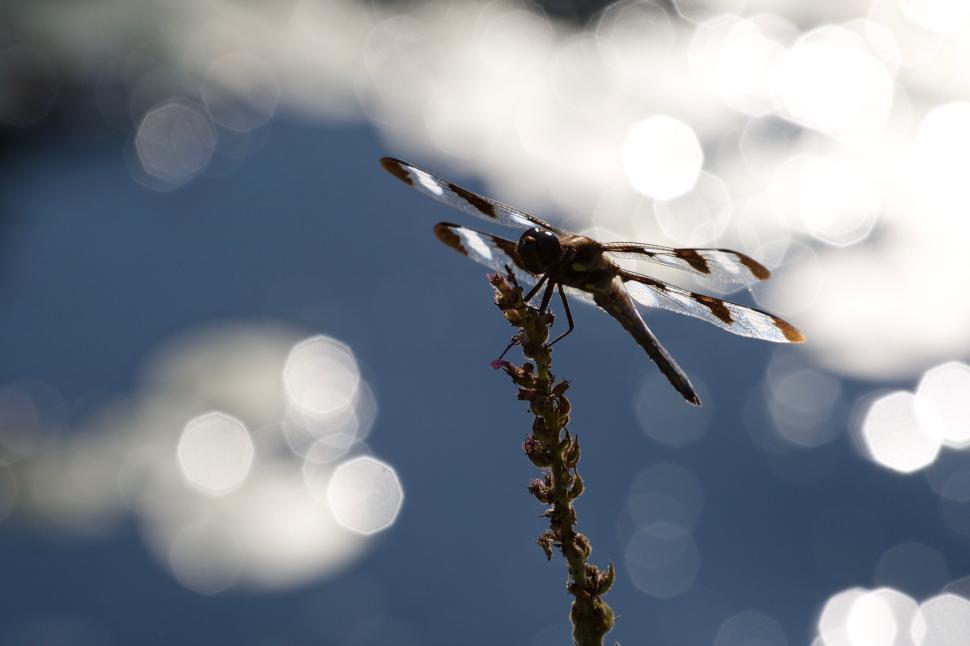 Free Image of Silhouette of dragonfly on plant with blurred background. 