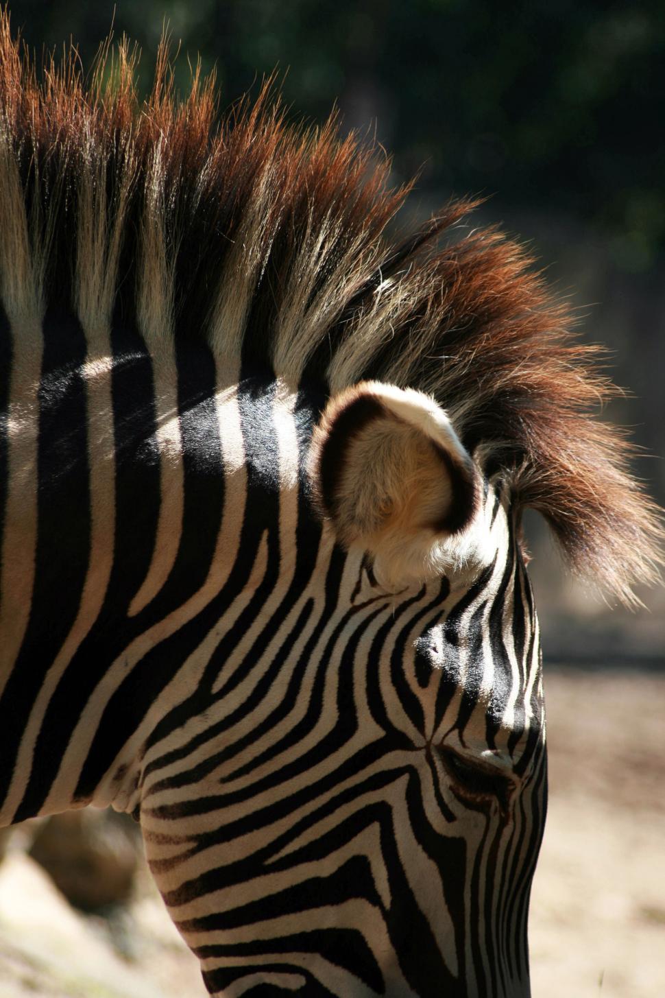 Free Image of Close-up of zebra head with striped pattern in sunlight. 