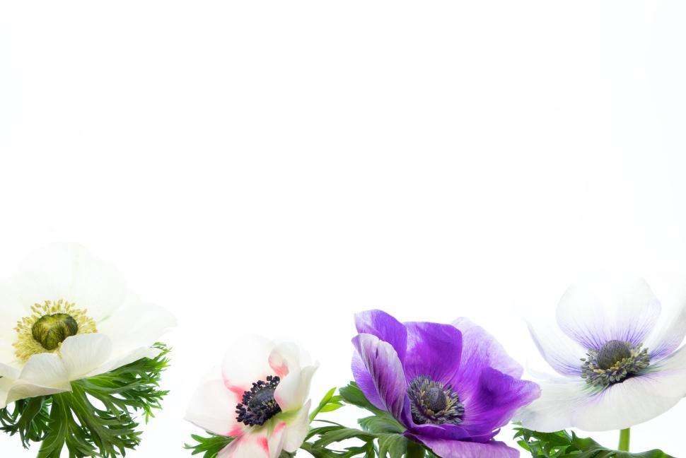 Free Image of Colorful anemone flowers against plain white background. 