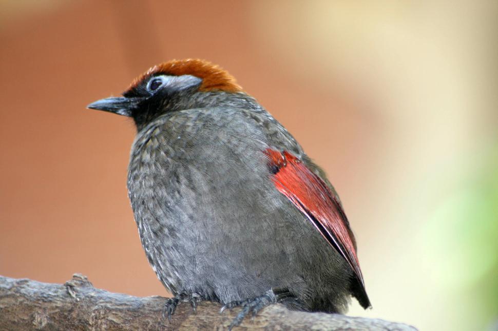Free Image of Beautiful bird with grey feathers and brown head 
