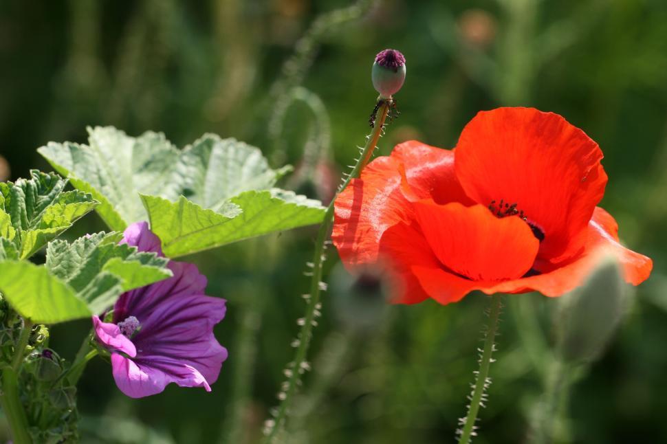 Free Image of Vibrant red poppy and purple flower in a green field 