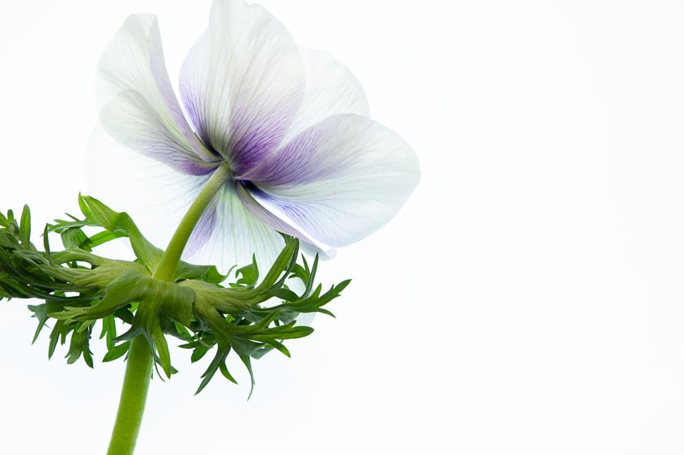 Free Image of Close-up of white and purple anemone flower from below. 