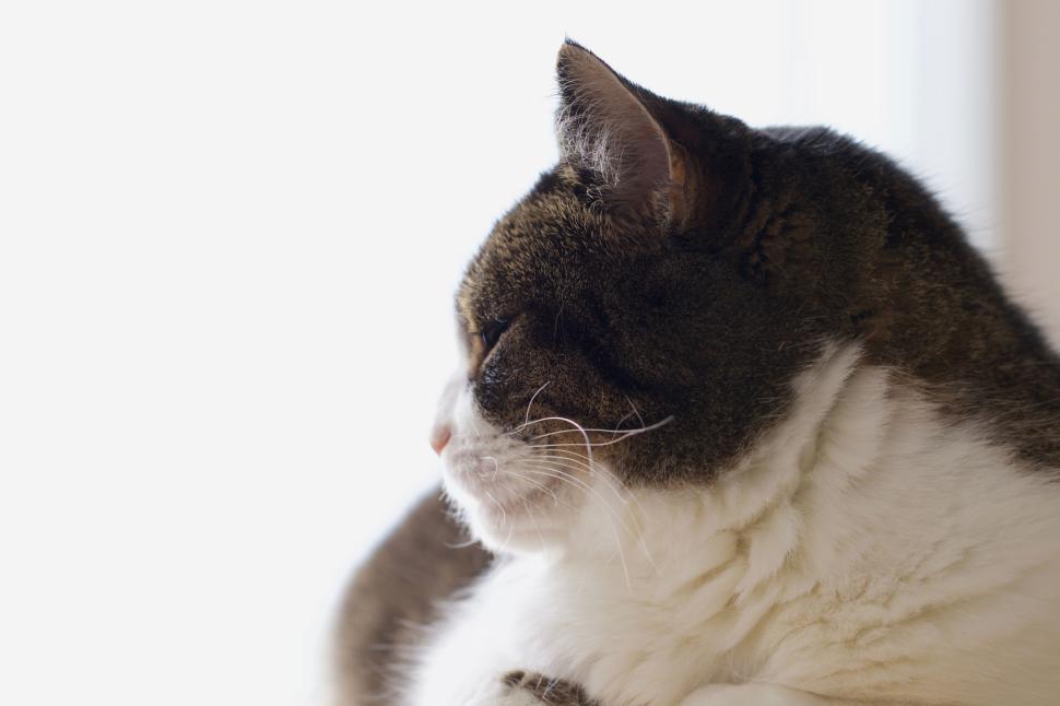 Free Image of Profile view of a tabby cat looking out window. 