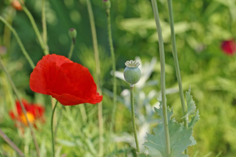 Free Image of Red poppy and green foliage in a summer garden 
