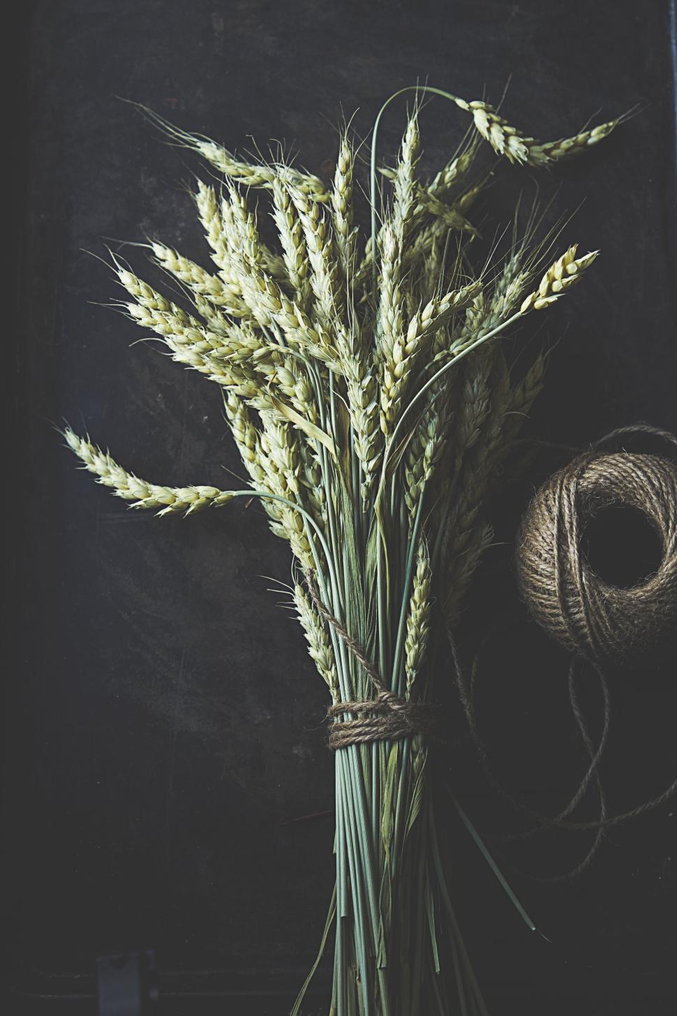 Free Image of Wheat bundle tied with rustic twine on dark background 