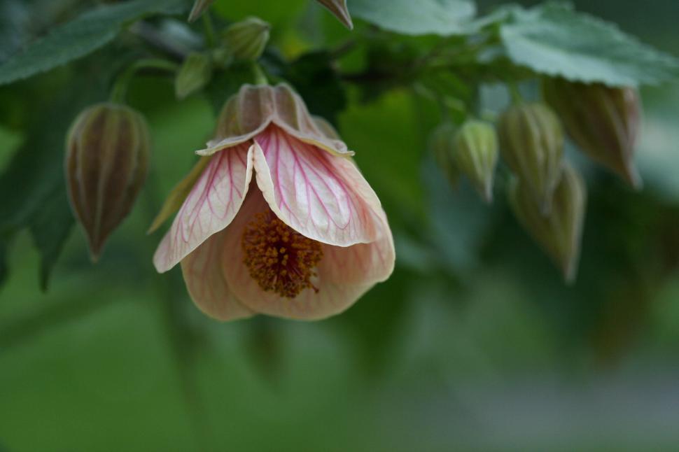 Free Image of Elegant bell-shaped flower amid green foliage 