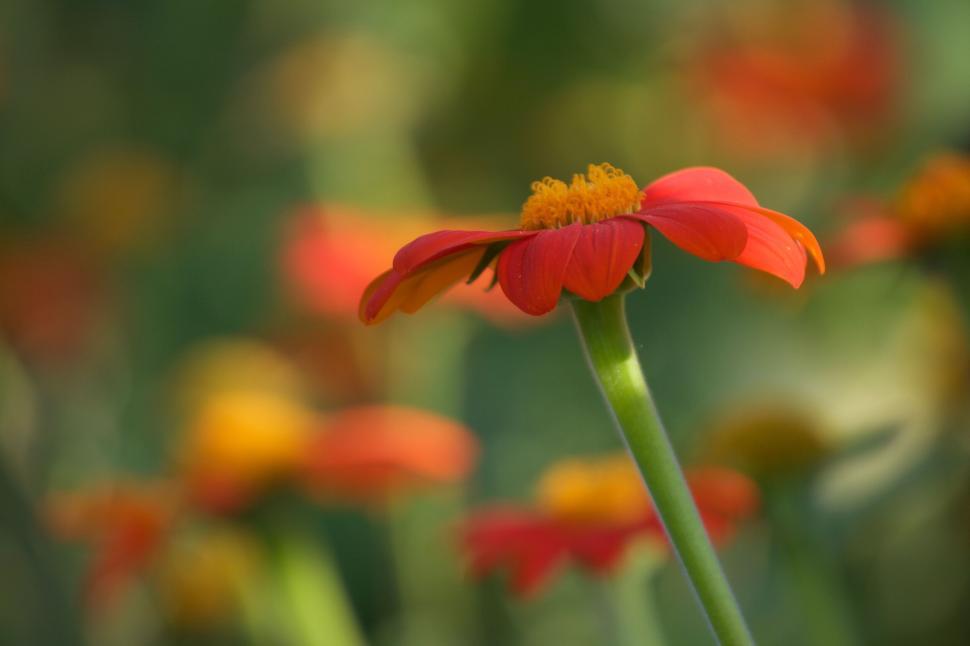 Free Image of Red flowers with blurred background in macro view 