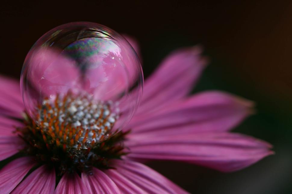 Free Image of Pink flower with delicate bubble on its center 