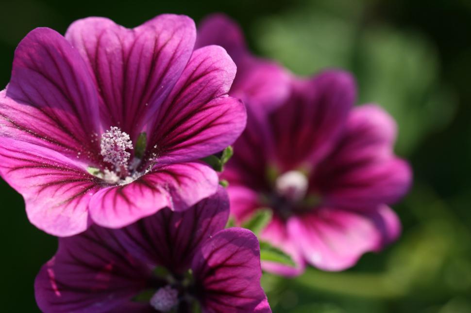 Free Image of Cluster of vibrant purple flowers in sunlight 