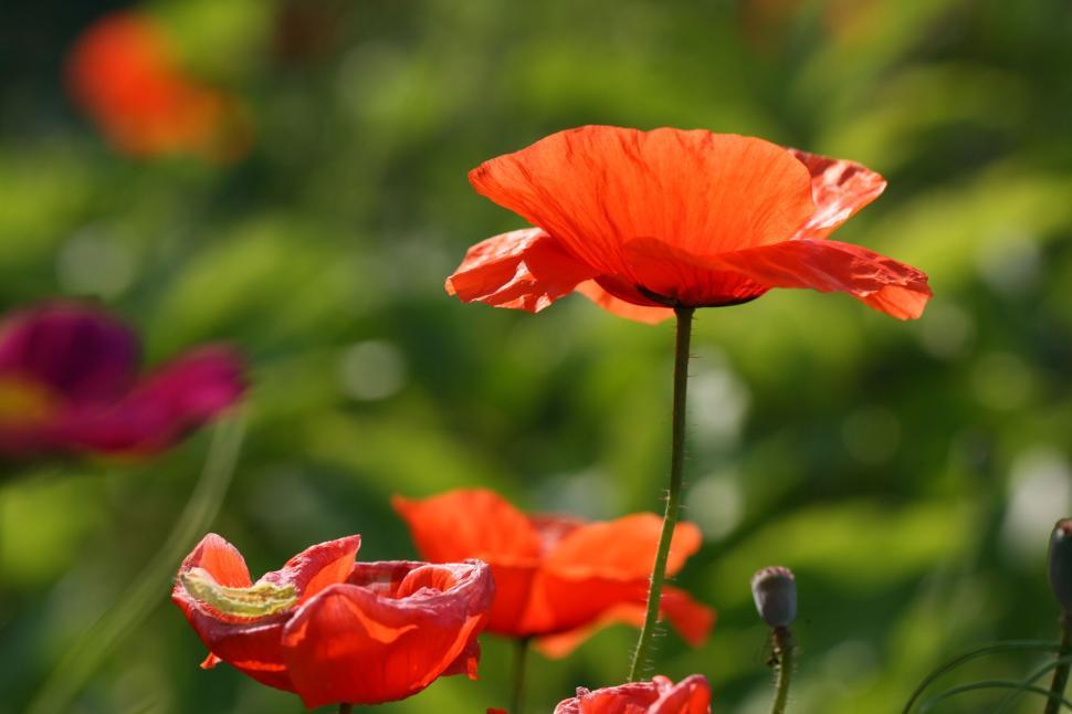 Free Image of Red poppy flowers in a sunlit garden, standing tall. 