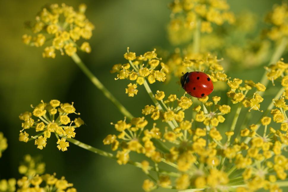Free Image of Ladybug on yellow flowers captured close-up in nature 